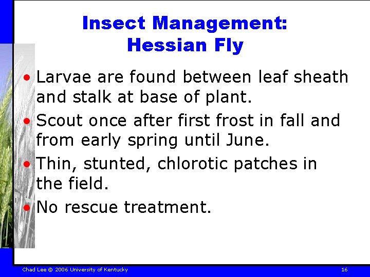 Insect Management: Hessian Fly • Larvae are found between leaf sheath and stalk at