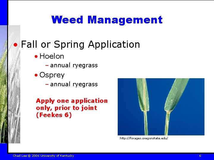 Weed Management • Fall or Spring Application • Hoelon – annual ryegrass • Osprey