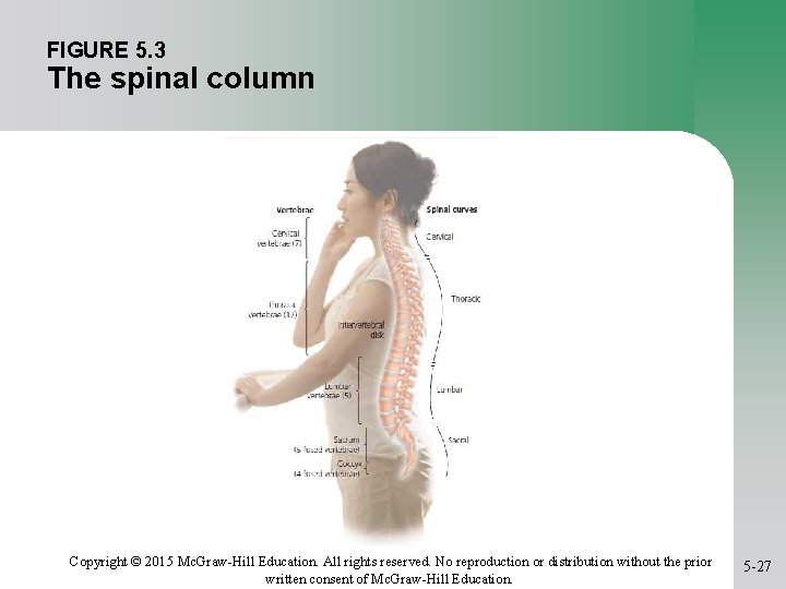 FIGURE 5. 3 The spinal column Copyright © 2015 Mc. Graw-Hill Education. All rights