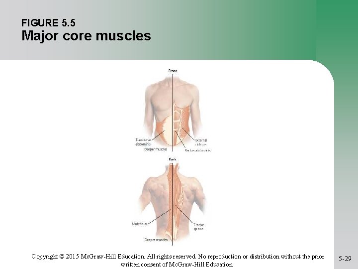 FIGURE 5. 5 Major core muscles Copyright © 2015 Mc. Graw-Hill Education. All rights