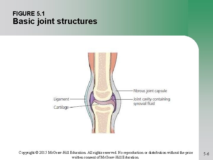 FIGURE 5. 1 Basic joint structures Copyright © 2015 Mc. Graw-Hill Education. All rights