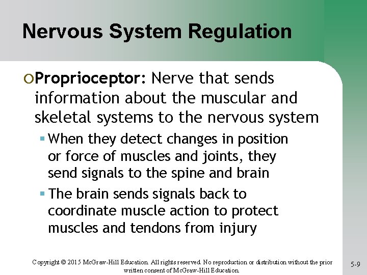 Nervous System Regulation ¡Proprioceptor: Nerve that sends information about the muscular and skeletal systems