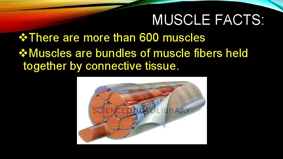 MUSCLE FACTS: v. There are more than 600 muscles v. Muscles are bundles of