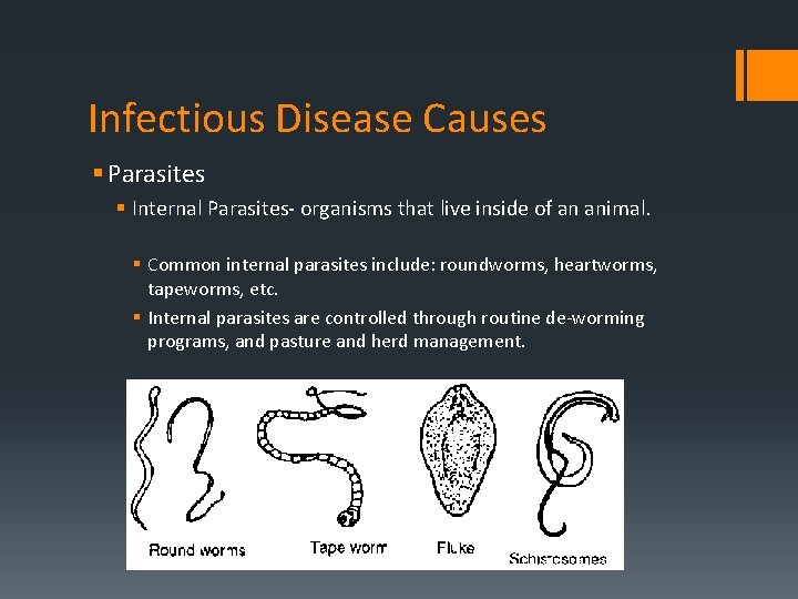 Infectious Disease Causes § Parasites § Internal Parasites- organisms that live inside of an