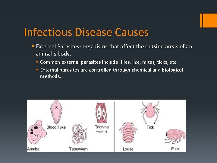 Infectious Disease Causes § External Parasites- organisms that affect the outside areas of an