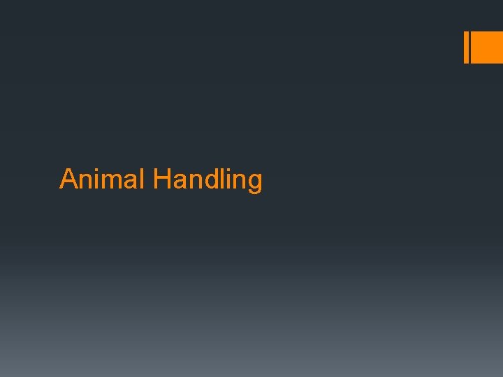 Animal Handling 
