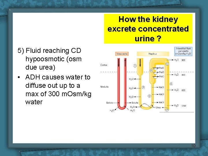 How the kidney excrete concentrated urine ? 5) Fluid reaching CD hypoosmotic (osm due