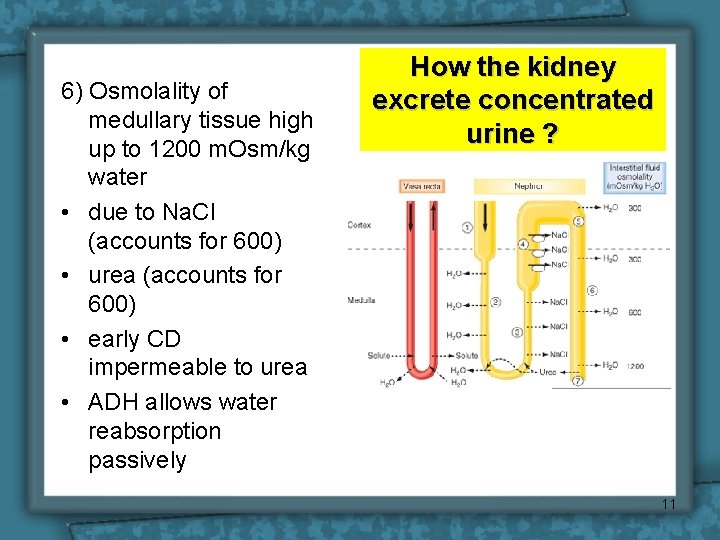 6) Osmolality of medullary tissue high up to 1200 m. Osm/kg water • due