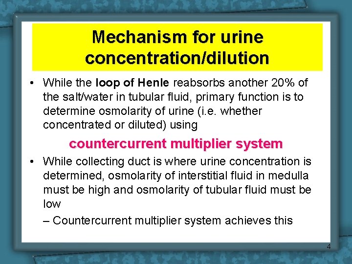 Mechanism for urine concentration/dilution • While the loop of Henle reabsorbs another 20% of