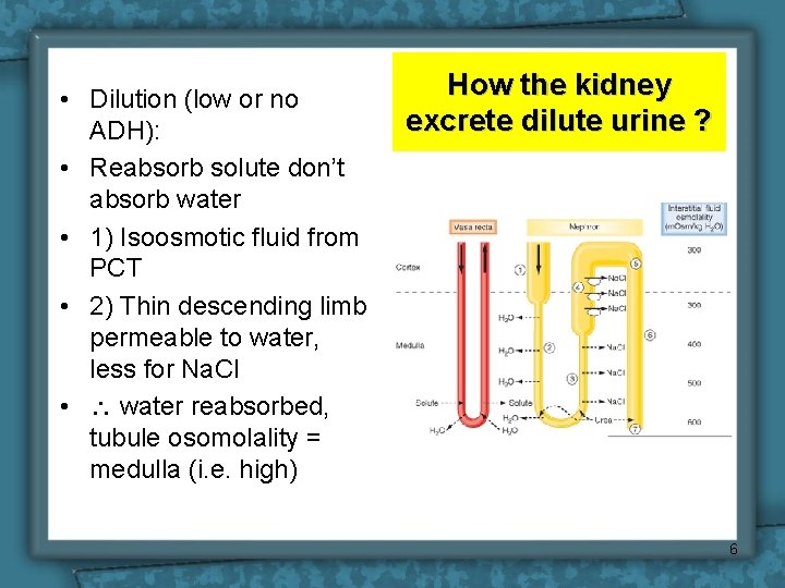 • Dilution (low or no ADH): • Reabsorb solute don’t absorb water •
