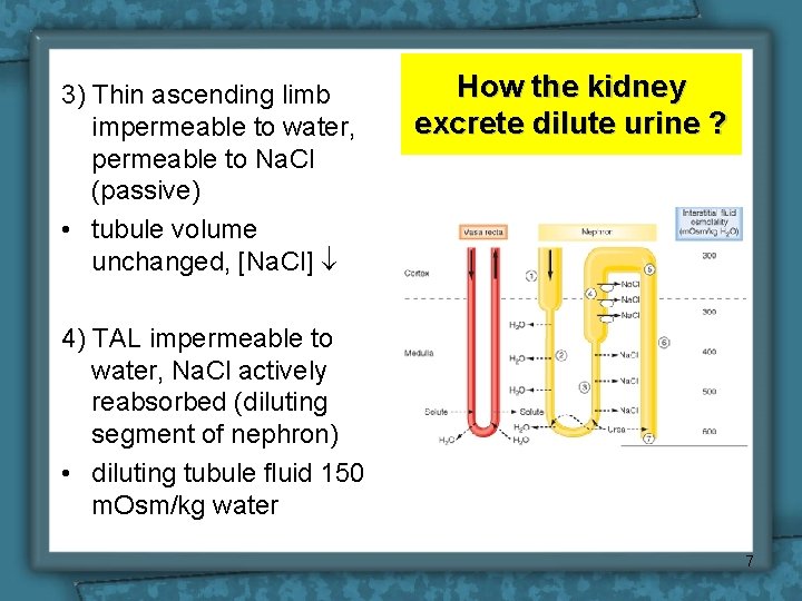 3) Thin ascending limb impermeable to water, permeable to Na. Cl (passive) • tubule