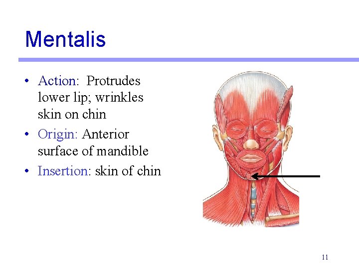 Mentalis • Action: Protrudes lower lip; wrinkles skin on chin • Origin: Anterior surface Mentalis • Action: Protrudes lower lip; wrinkles skin on chin • Origin: Anterior surface