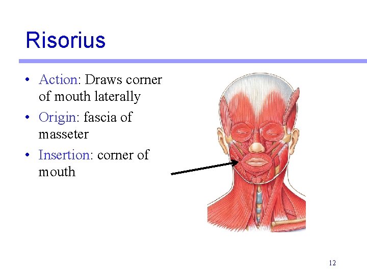 Risorius • Action: Draws corner of mouth laterally • Origin: fascia of masseter • Risorius • Action: Draws corner of mouth laterally • Origin: fascia of masseter •