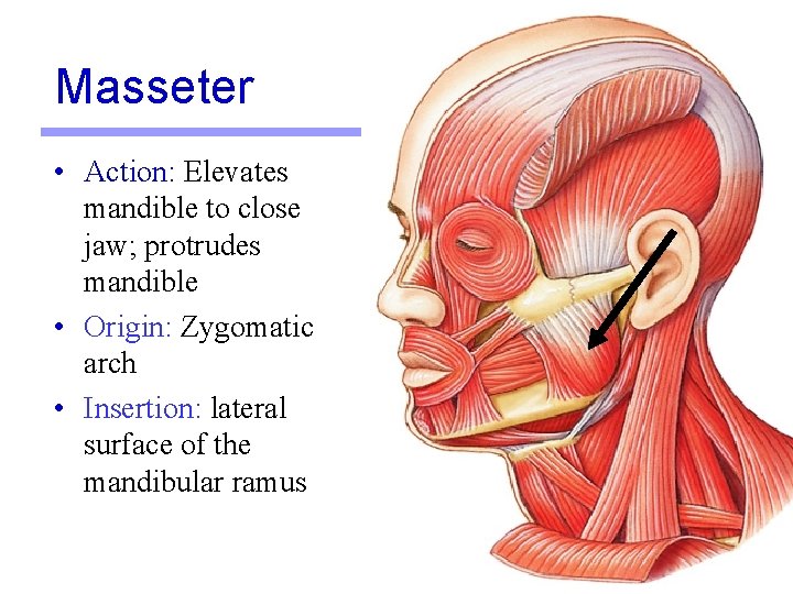 Masseter • Action: Elevates mandible to close jaw; protrudes mandible • Origin: Zygomatic arch Masseter • Action: Elevates mandible to close jaw; protrudes mandible • Origin: Zygomatic arch