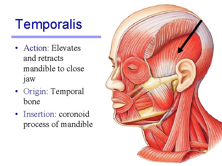 Temporalis • Action: Elevates and retracts mandible to close jaw • Origin: Temporal bone Temporalis • Action: Elevates and retracts mandible to close jaw • Origin: Temporal bone