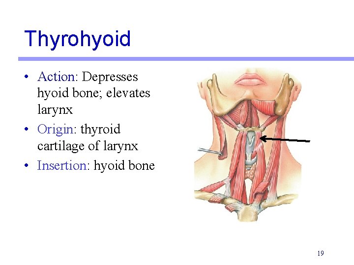 Thyrohyoid • Action: Depresses hyoid bone; elevates larynx • Origin: thyroid cartilage of larynx Thyrohyoid • Action: Depresses hyoid bone; elevates larynx • Origin: thyroid cartilage of larynx