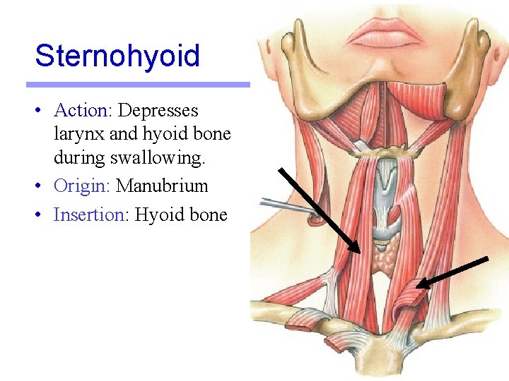 Sternohyoid • Action: Depresses larynx and hyoid bone during swallowing. • Origin: Manubrium • Sternohyoid • Action: Depresses larynx and hyoid bone during swallowing. • Origin: Manubrium •