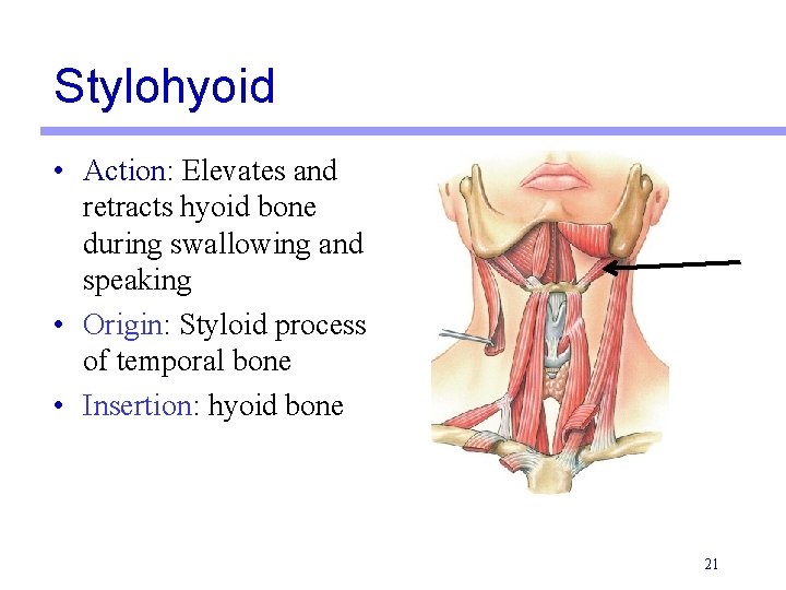 Stylohyoid • Action: Elevates and retracts hyoid bone during swallowing and speaking • Origin: Stylohyoid • Action: Elevates and retracts hyoid bone during swallowing and speaking • Origin: