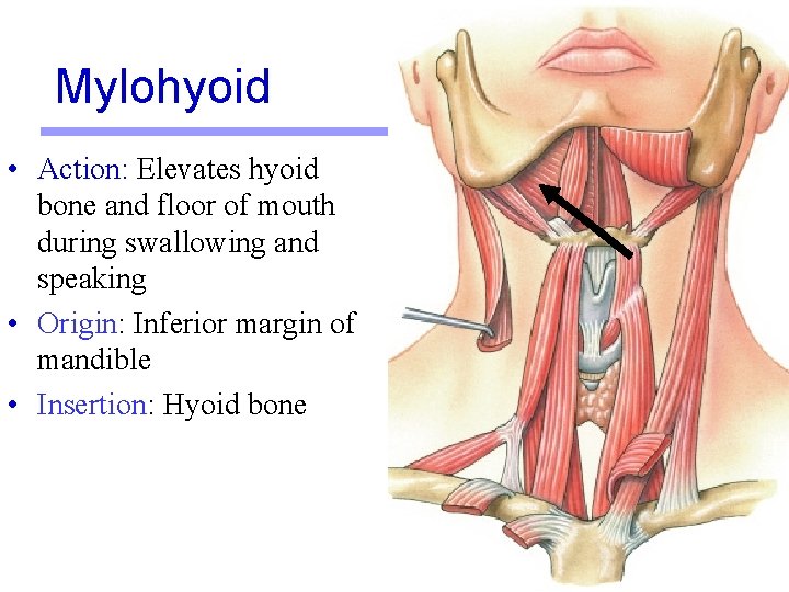Mylohyoid • Action: Elevates hyoid bone and floor of mouth during swallowing and speaking Mylohyoid • Action: Elevates hyoid bone and floor of mouth during swallowing and speaking
