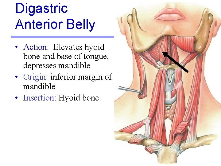 Digastric Anterior Belly • Action: Elevates hyoid bone and base of tongue, depresses mandible Digastric Anterior Belly • Action: Elevates hyoid bone and base of tongue, depresses mandible