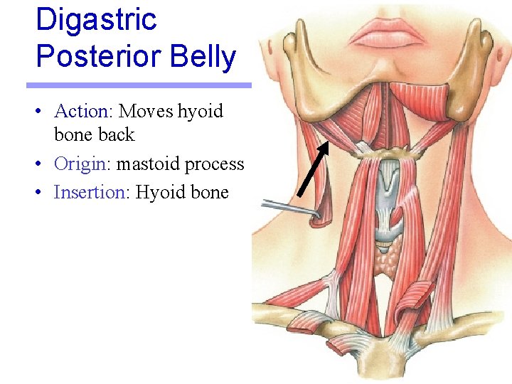 Digastric Posterior Belly • Action: Moves hyoid bone back • Origin: mastoid process • Digastric Posterior Belly • Action: Moves hyoid bone back • Origin: mastoid process •