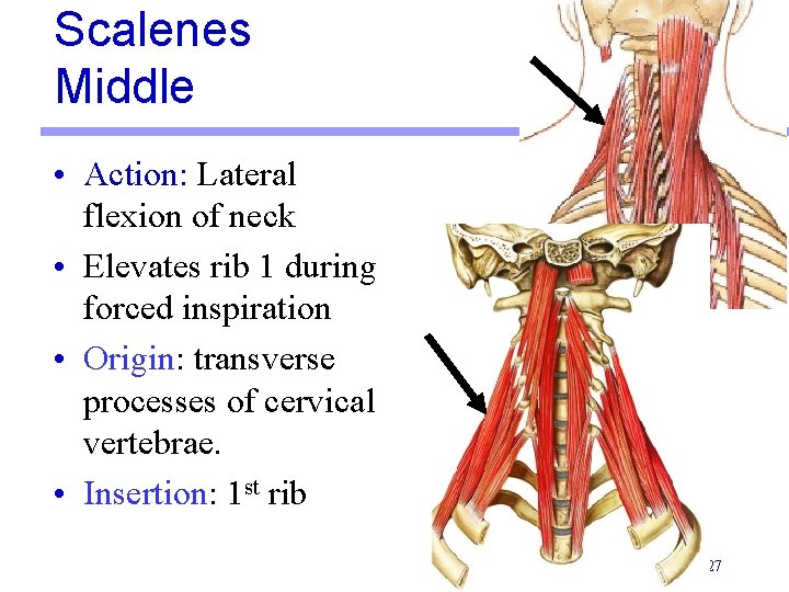 Scalenes Middle • Action: Lateral flexion of neck • Elevates rib 1 during forced Scalenes Middle • Action: Lateral flexion of neck • Elevates rib 1 during forced