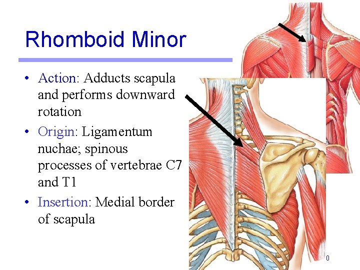 Rhomboid Minor • Action: Adducts scapula and performs downward rotation • Origin: Ligamentum nuchae; Rhomboid Minor • Action: Adducts scapula and performs downward rotation • Origin: Ligamentum nuchae;
