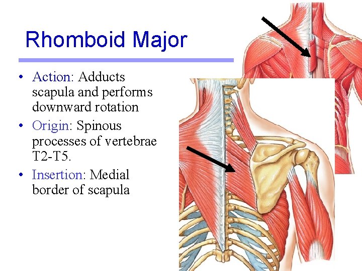 Rhomboid Major • Action: Adducts scapula and performs downward rotation • Origin: Spinous processes Rhomboid Major • Action: Adducts scapula and performs downward rotation • Origin: Spinous processes