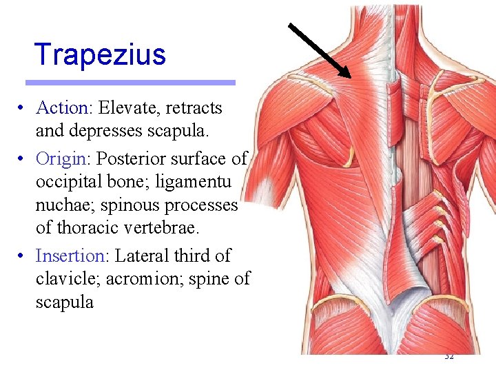 Trapezius • Action: Elevate, retracts and depresses scapula. • Origin: Posterior surface of occipital Trapezius • Action: Elevate, retracts and depresses scapula. • Origin: Posterior surface of occipital