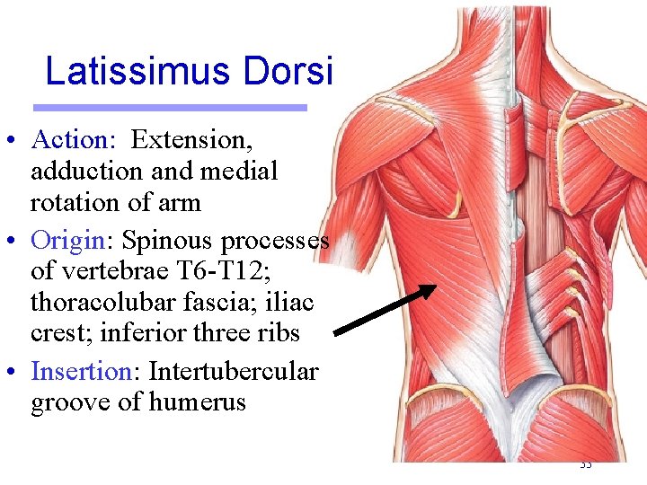 Latissimus Dorsi • Action: Extension, adduction and medial rotation of arm • Origin: Spinous Latissimus Dorsi • Action: Extension, adduction and medial rotation of arm • Origin: Spinous