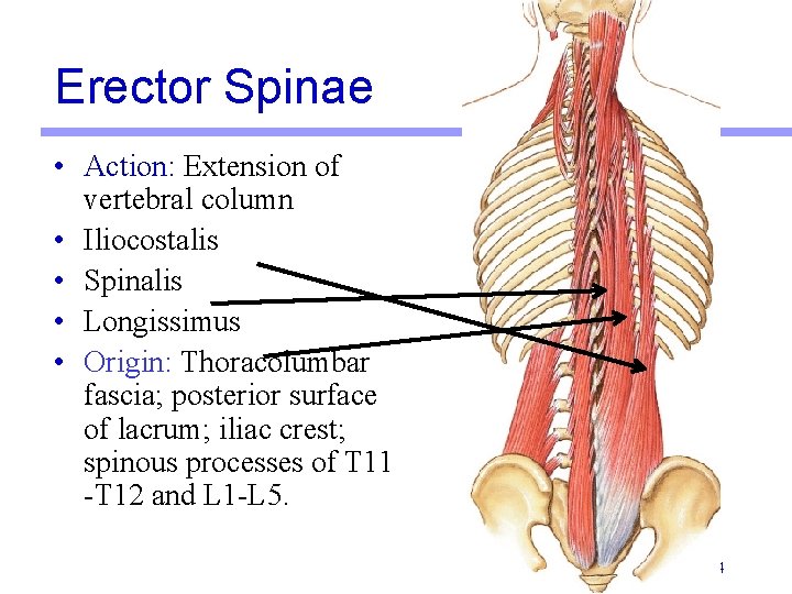 Erector Spinae • Action: Extension of vertebral column • Iliocostalis • Spinalis • Longissimus Erector Spinae • Action: Extension of vertebral column • Iliocostalis • Spinalis • Longissimus