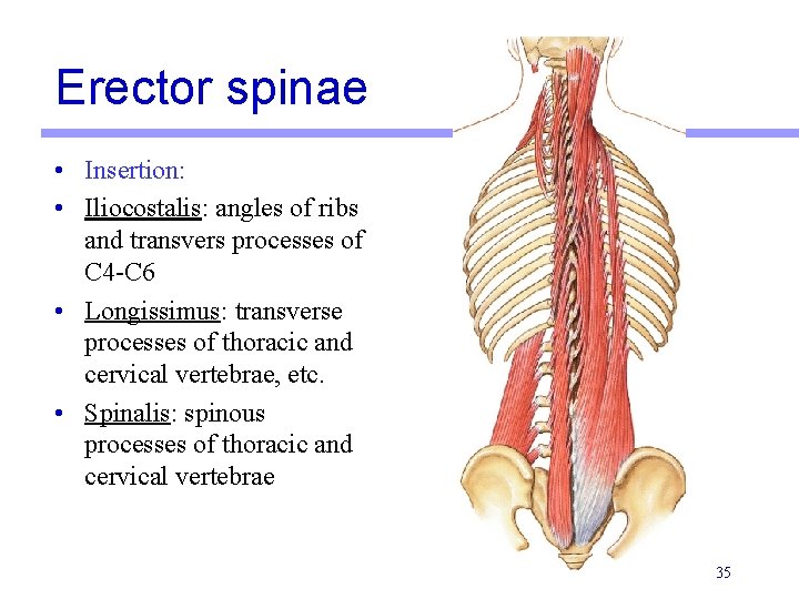 Erector spinae • Insertion: • Iliocostalis: angles of ribs and transvers processes of C Erector spinae • Insertion: • Iliocostalis: angles of ribs and transvers processes of C