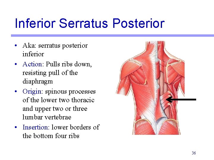Inferior Serratus Posterior • Aka: serratus posterior inferior • Action: Pulls ribs down, resisting Inferior Serratus Posterior • Aka: serratus posterior inferior • Action: Pulls ribs down, resisting