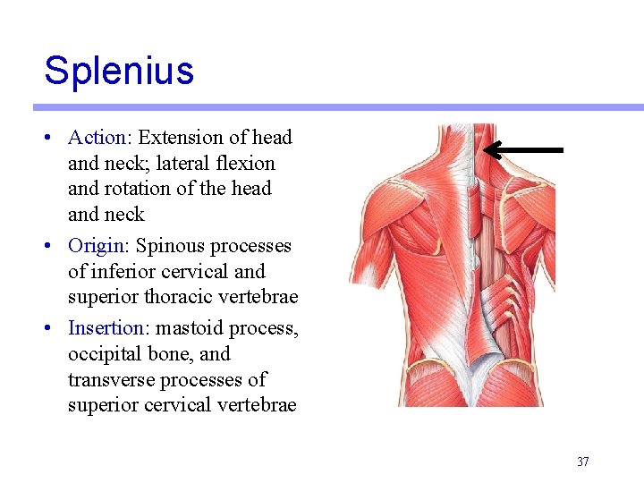 Splenius • Action: Extension of head and neck; lateral flexion and rotation of the Splenius • Action: Extension of head and neck; lateral flexion and rotation of the