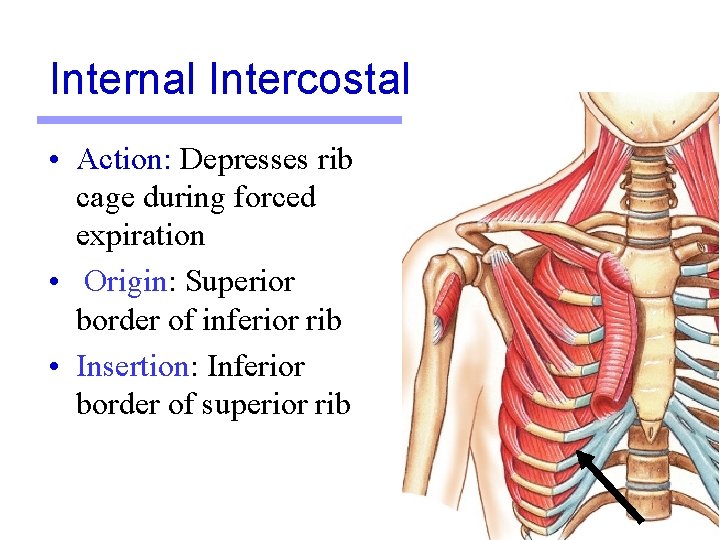 Internal Intercostal • Action: Depresses rib cage during forced expiration • Origin: Superior border Internal Intercostal • Action: Depresses rib cage during forced expiration • Origin: Superior border