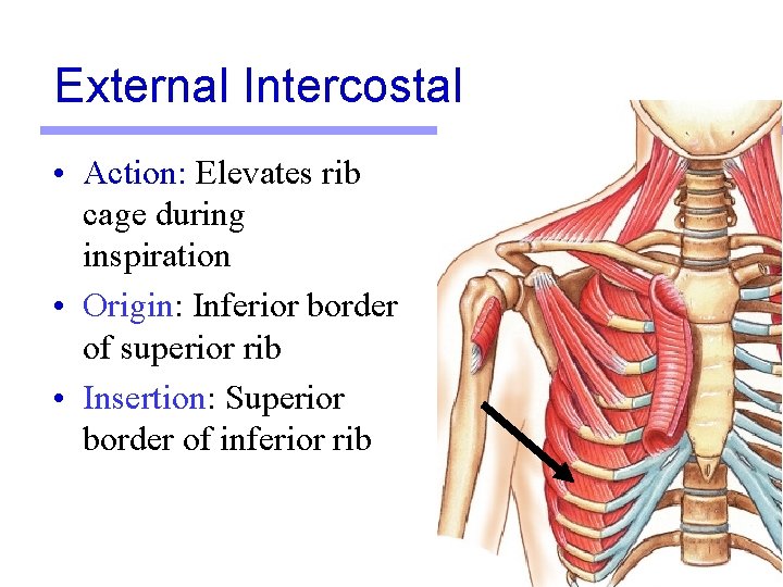 External Intercostal • Action: Elevates rib cage during inspiration • Origin: Inferior border of External Intercostal • Action: Elevates rib cage during inspiration • Origin: Inferior border of