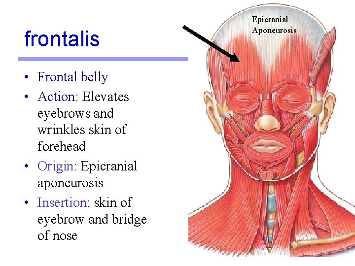 frontalis Epicranial Aponeurosis • Frontal belly • Action: Elevates eyebrows and wrinkles skin of frontalis Epicranial Aponeurosis • Frontal belly • Action: Elevates eyebrows and wrinkles skin of