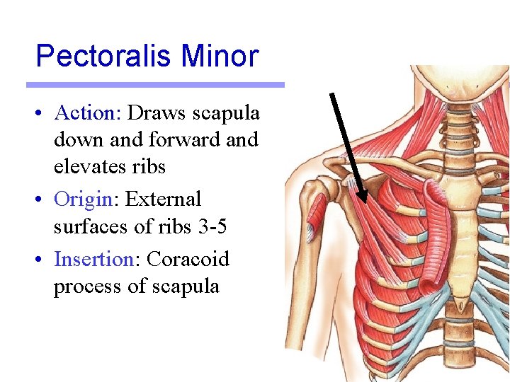 Pectoralis Minor • Action: Draws scapula down and forward and elevates ribs • Origin: Pectoralis Minor • Action: Draws scapula down and forward and elevates ribs • Origin: