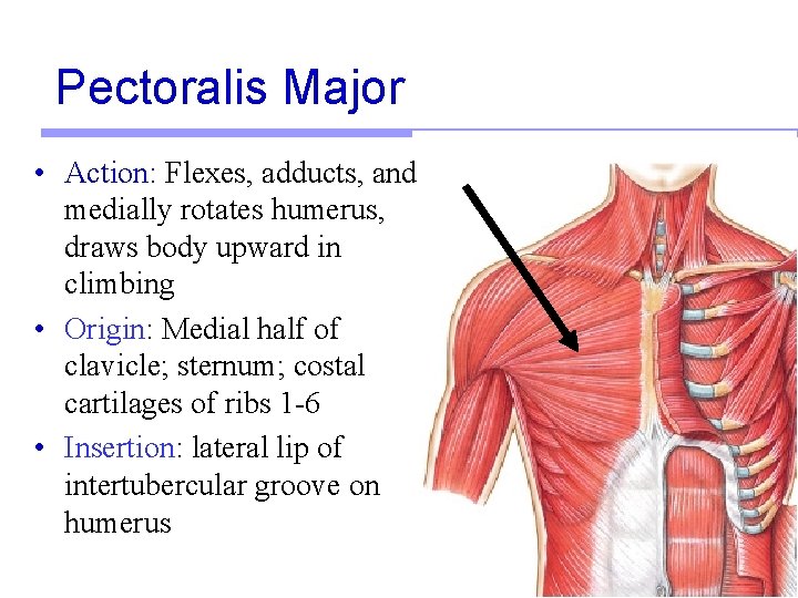 Pectoralis Major • Action: Flexes, adducts, and medially rotates humerus, draws body upward in Pectoralis Major • Action: Flexes, adducts, and medially rotates humerus, draws body upward in