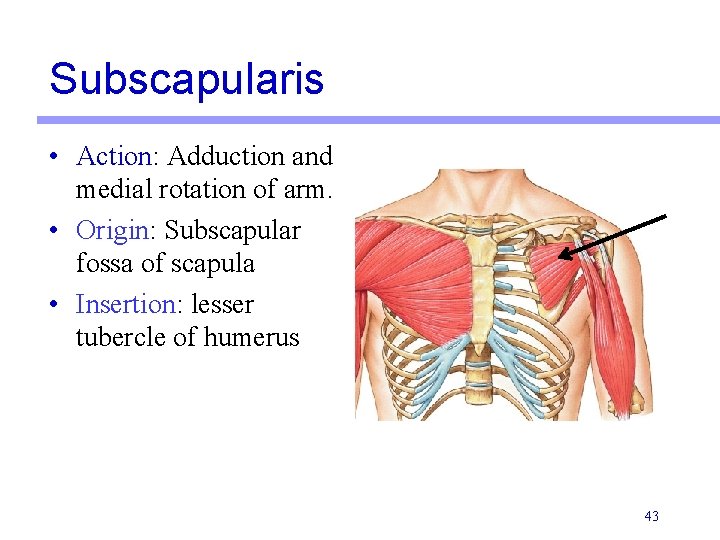 Subscapularis • Action: Adduction and medial rotation of arm. • Origin: Subscapular fossa of Subscapularis • Action: Adduction and medial rotation of arm. • Origin: Subscapular fossa of