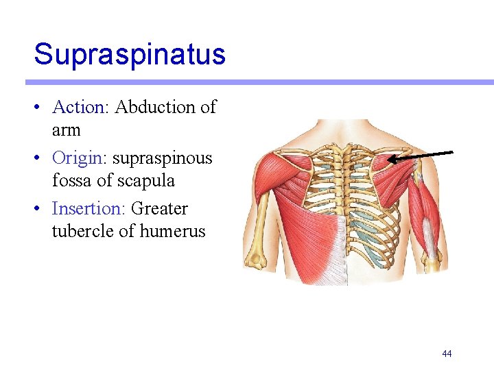 Supraspinatus • Action: Abduction of arm • Origin: supraspinous fossa of scapula • Insertion: Supraspinatus • Action: Abduction of arm • Origin: supraspinous fossa of scapula • Insertion: