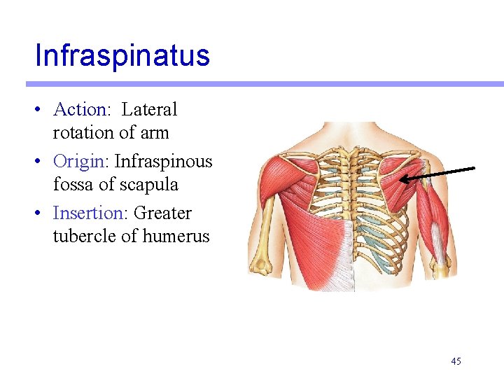 Infraspinatus • Action: Lateral rotation of arm • Origin: Infraspinous fossa of scapula • Infraspinatus • Action: Lateral rotation of arm • Origin: Infraspinous fossa of scapula •