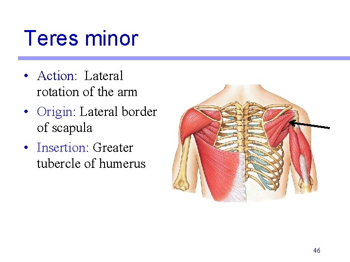 Teres minor • Action: Lateral rotation of the arm • Origin: Lateral border of Teres minor • Action: Lateral rotation of the arm • Origin: Lateral border of
