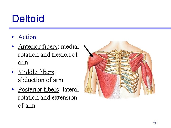 Deltoid • Action: • Anterior fibers: medial rotation and flexion of arm • Middle Deltoid • Action: • Anterior fibers: medial rotation and flexion of arm • Middle