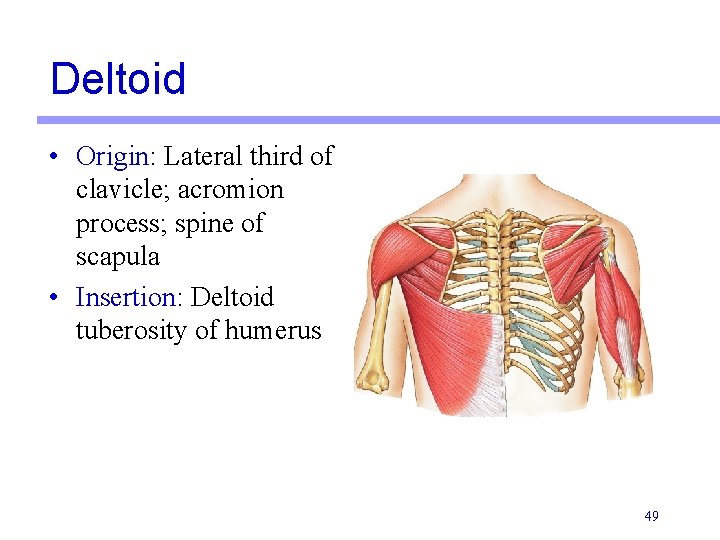 Deltoid • Origin: Lateral third of clavicle; acromion process; spine of scapula • Insertion: Deltoid • Origin: Lateral third of clavicle; acromion process; spine of scapula • Insertion: