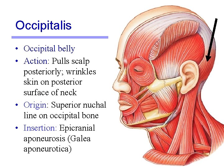 Occipitalis • Occipital belly • Action: Pulls scalp posteriorly; wrinkles skin on posterior surface Occipitalis • Occipital belly • Action: Pulls scalp posteriorly; wrinkles skin on posterior surface