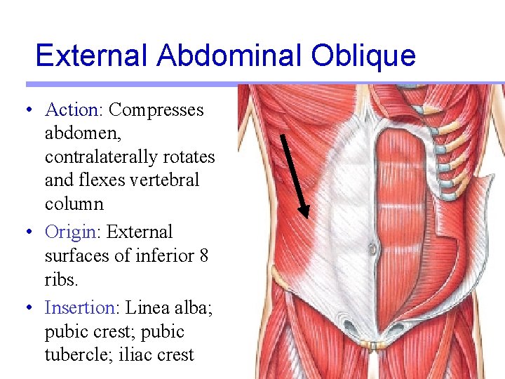 External Abdominal Oblique • Action: Compresses abdomen, contralaterally rotates and flexes vertebral column • External Abdominal Oblique • Action: Compresses abdomen, contralaterally rotates and flexes vertebral column •