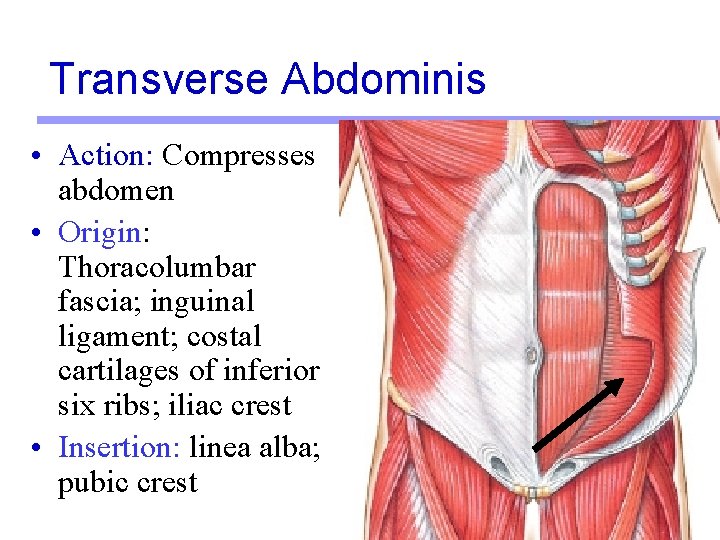 Transverse Abdominis • Action: Compresses abdomen • Origin: Thoracolumbar fascia; inguinal ligament; costal cartilages Transverse Abdominis • Action: Compresses abdomen • Origin: Thoracolumbar fascia; inguinal ligament; costal cartilages