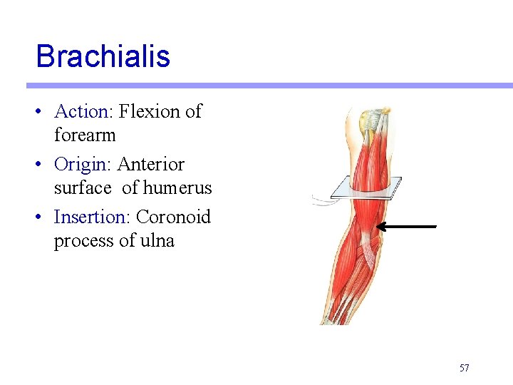 Brachialis • Action: Flexion of forearm • Origin: Anterior surface of humerus • Insertion: Brachialis • Action: Flexion of forearm • Origin: Anterior surface of humerus • Insertion: