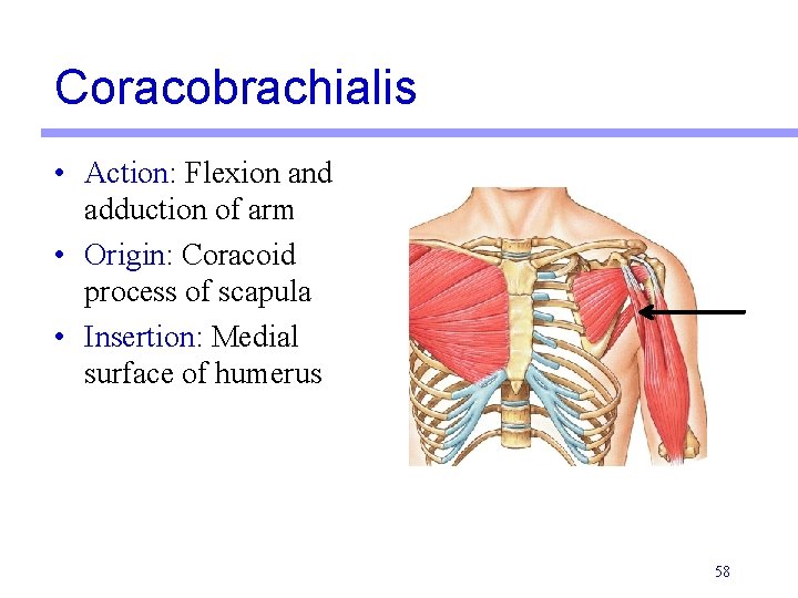 Coracobrachialis • Action: Flexion and adduction of arm • Origin: Coracoid process of scapula Coracobrachialis • Action: Flexion and adduction of arm • Origin: Coracoid process of scapula